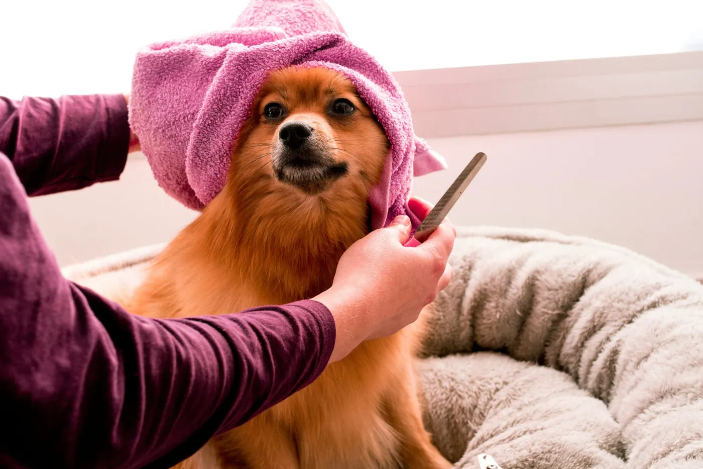 Perfectly groomed dog at Pamper Your Pet, Verona NJ